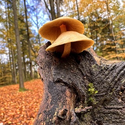 Herbst im Heseler Wald 2023