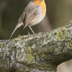 Vogelfotografie 